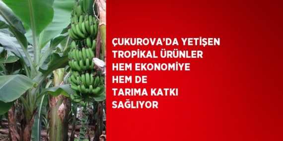 ÇUKUROVA’DA YETİŞEN TROPİKAL ÜRÜNLER HEM EKONOMİYE HEM DE TARIMA KATKI SAĞLIYOR