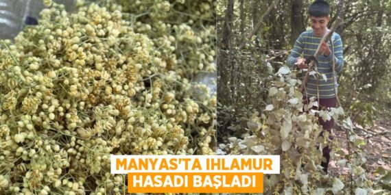 MANYAS’TA IHLAMUR HASADI BAŞLADI