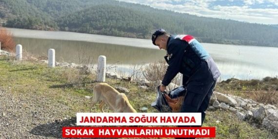 JANDARMA SOĞUK HAVADA SOKAK  HAYVANLARINI UNUTMADI