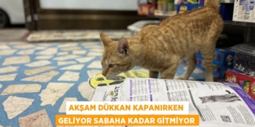 28934310582152223600tasarimli