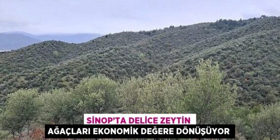 SİNOP’TA DELİCE ZEYTİN AĞAÇLARI EKONOMİK DEĞERE DÖNÜŞÜYOR
