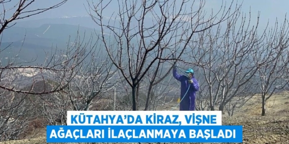 KÜTAHYA’DA KİRAZ, VİŞNE AĞAÇLARI İLAÇLANMAYA BAŞLADI