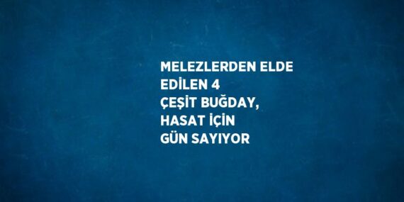 MELEZLERDEN ELDE EDİLEN 4 ÇEŞİT BUĞDAY, HASAT İÇİN GÜN SAYIYOR