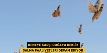 29014289592181720644tasarimli