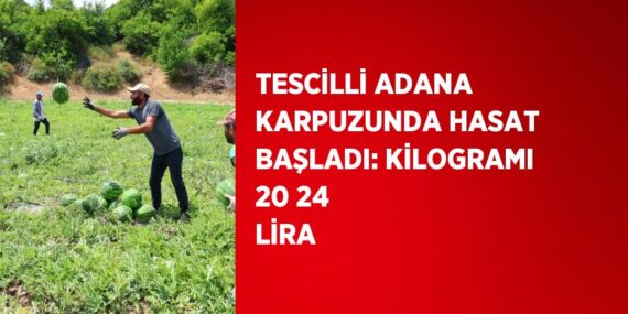 TESCİLLİ ADANA KARPUZUNDA HASAT BAŞLADI: KİLOGRAMI 20 24 LİRA