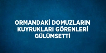 29035302002588125294tasarimli