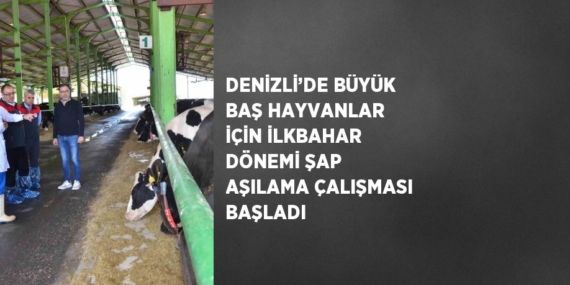 DENİZLİ’DE BÜYÜK BAŞ HAYVANLAR İÇİN İLKBAHAR DÖNEMİ ŞAP AŞILAMA ÇALIŞMASI BAŞLADI