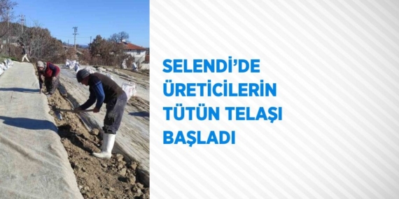 SELENDİ’DE ÜRETİCİLERİN TÜTÜN TELAŞI BAŞLADI