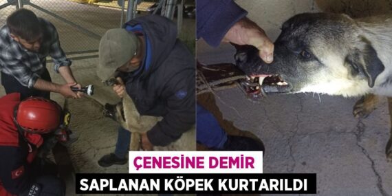 ÇENESİNE DEMİR SAPLANAN KÖPEK KURTARILDI
