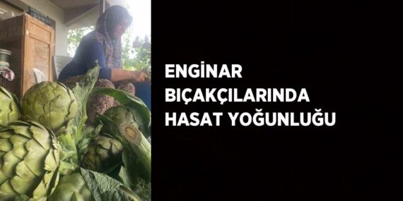 ENGİNAR BIÇAKÇILARINDA HASAT YOĞUNLUĞU