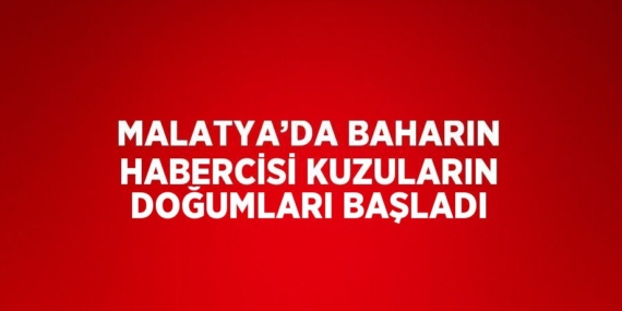 MALATYA’DA BAHARIN HABERCİSİ KUZULARIN DOĞUMLARI BAŞLADI