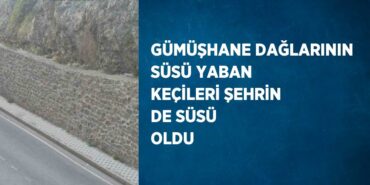 29091297542159431548