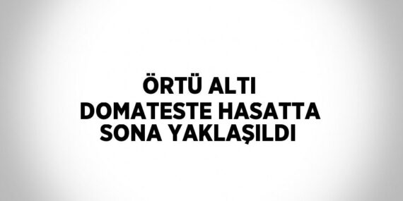 ÖRTÜ ALTI DOMATESTE HASATTA SONA YAKLAŞILDI