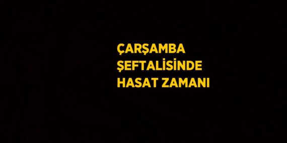 ÇARŞAMBA ŞEFTALİSİNDE HASAT ZAMANI