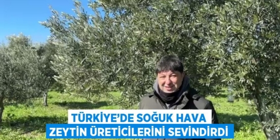 TÜRKİYE’DE SOĞUK HAVA ZEYTİN ÜRETİCİLERİNİ SEVİNDİRDİ