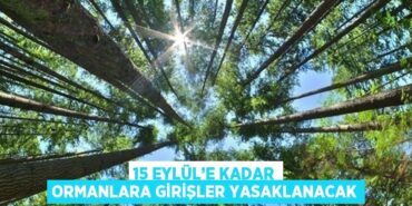 29138268493155230018tasarimli