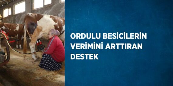 ORDULU BESİCİLERİN VERİMİNİ ARTTIRAN DESTEK