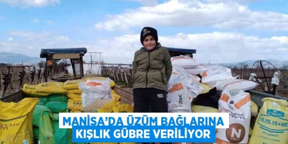 MANİSA’DA ÜZÜM BAĞLARINA KIŞLIK GÜBRE VERİLİYOR