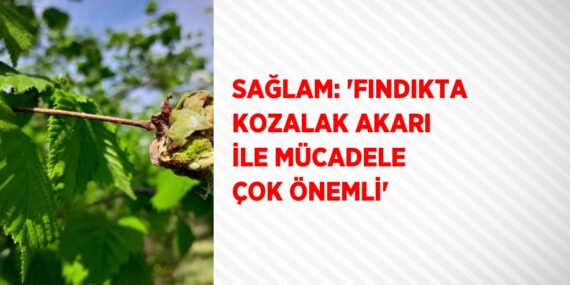SAĞLAM: ‘FINDIKTA KOZALAK AKARI İLE MÜCADELE ÇOK ÖNEMLİ’
