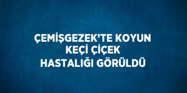 29177246472875726896tasarimli