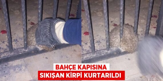 BAHÇE KAPISINA SIKIŞAN KİRPİ KURTARILDI