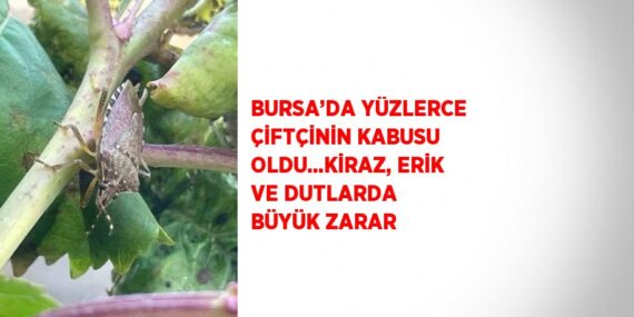 BURSA’DA YÜZLERCE ÇİFTÇİNİN KABUSU OLDU…KİRAZ, ERİK VE DUTLARDA BÜYÜK ZARAR