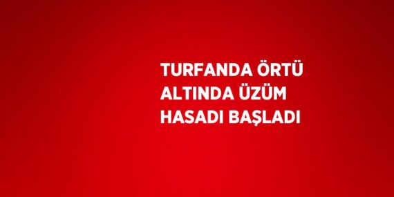 TURFANDA ÖRTÜ ALTINDA ÜZÜM HASADI BAŞLADI