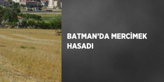 BATMAN’DA MERCİMEK HASADI