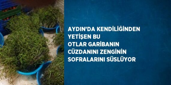 AYDIN’DA KENDİLİĞİNDEN YETİŞEN BU OTLAR GARİBANIN CÜZDANINI ZENGİNİN SOFRALARINI SÜSLÜYOR