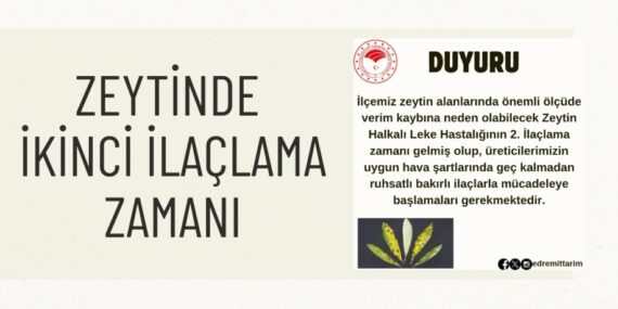 ZEYTİNDE İKİNCİ İLAÇLAMA ZAMANI