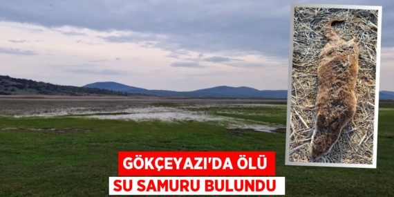 GÖKÇEYAZI’DA ÖLÜ SU SAMURU BULUNDU