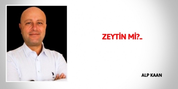 ZEYTİN Mİ?..