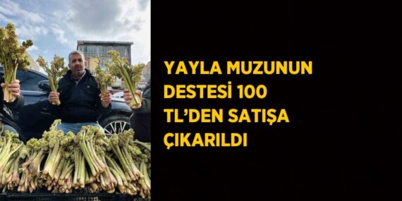 YAYLA MUZUNUN DESTESİ 100 TL’DEN SATIŞA ÇIKARILDI