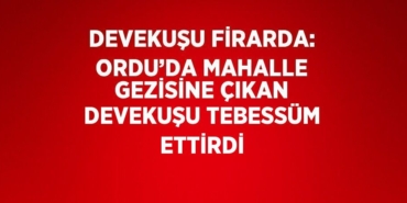 29428279672919626064tasarimli