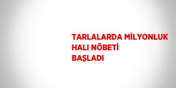 TARLALARDA MİLYONLUK HALI NÖBETİ BAŞLADI