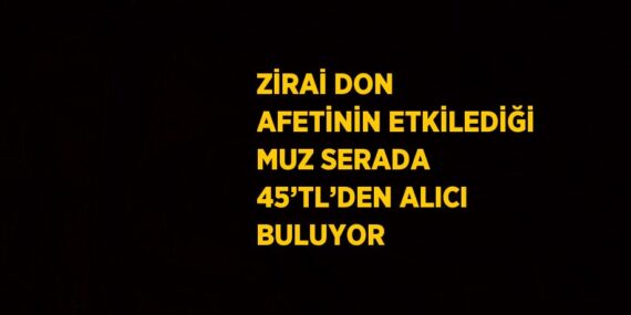 ZİRAİ DON AFETİNİN ETKİLEDİĞİ MUZ SERADA 45’TL’DEN ALICI BULUYOR