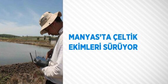 MANYAS’TA ÇELTİK EKİMLERİ SÜRÜYOR
