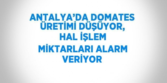 ANTALYA’DA DOMATES ÜRETİMİ DÜŞÜYOR, HAL İŞLEM MİKTARLARI ALARM VERİYOR