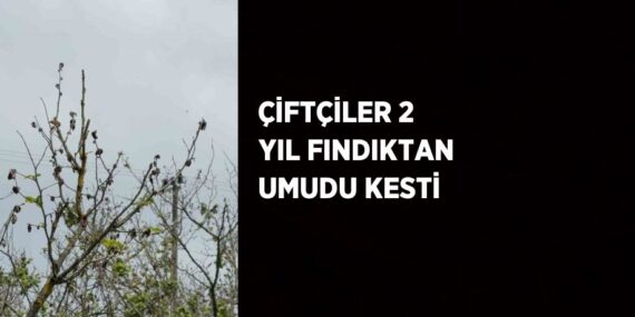ÇİFTÇİLER 2 YIL FINDIKTAN UMUDU KESTİ