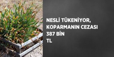 29524250123192223071