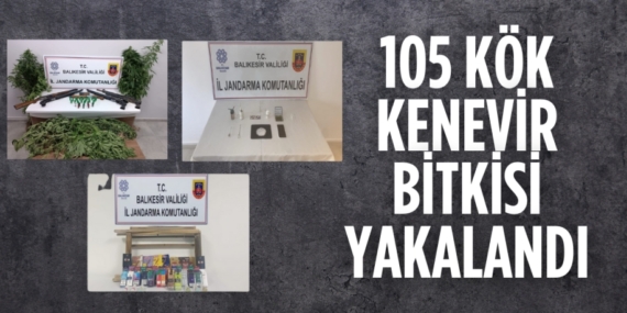 105 KÖK KENEVİR BİTKİSİ YAKALANDI