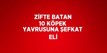 29611317042299728918tasarimli