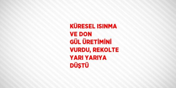 KÜRESEL ISINMA VE DON GÜL ÜRETİMİNİ VURDU, REKOLTE YARI YARIYA DÜŞTÜ