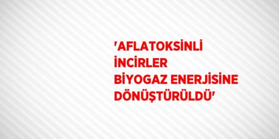 ‘AFLATOKSİNLİ İNCİRLER BİYOGAZ ENERJİSİNE DÖNÜŞTÜRÜLDÜ’