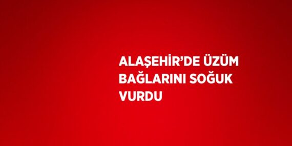 ALAŞEHİR’DE ÜZÜM BAĞLARINI SOĞUK VURDU