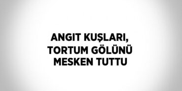 29764274912969425087tasarimli