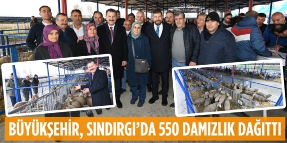 BÜYÜKŞEHİR, SINDIRGI’DA 550 DAMIZLIK DAĞITTI