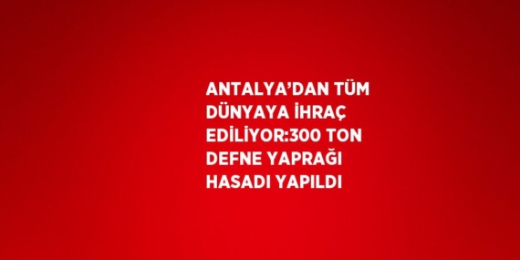 ANTALYA’DAN TÜM DÜNYAYA İHRAÇ EDİLİYOR:300 TON DEFNE YAPRAĞI HASADI YAPILDI
