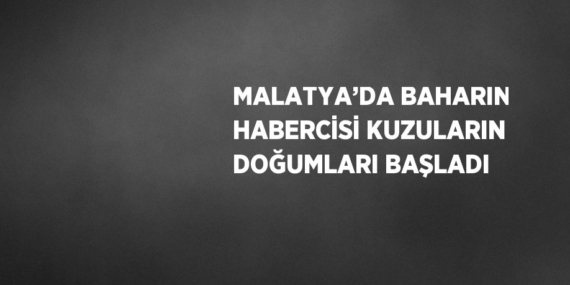 MALATYA’DA BAHARIN HABERCİSİ KUZULARIN DOĞUMLARI BAŞLADI