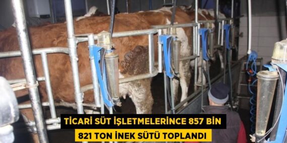 TİCARİ SÜT İŞLETMELERİNCE 857 BİN 821 TON İNEK SÜTÜ TOPLANDI